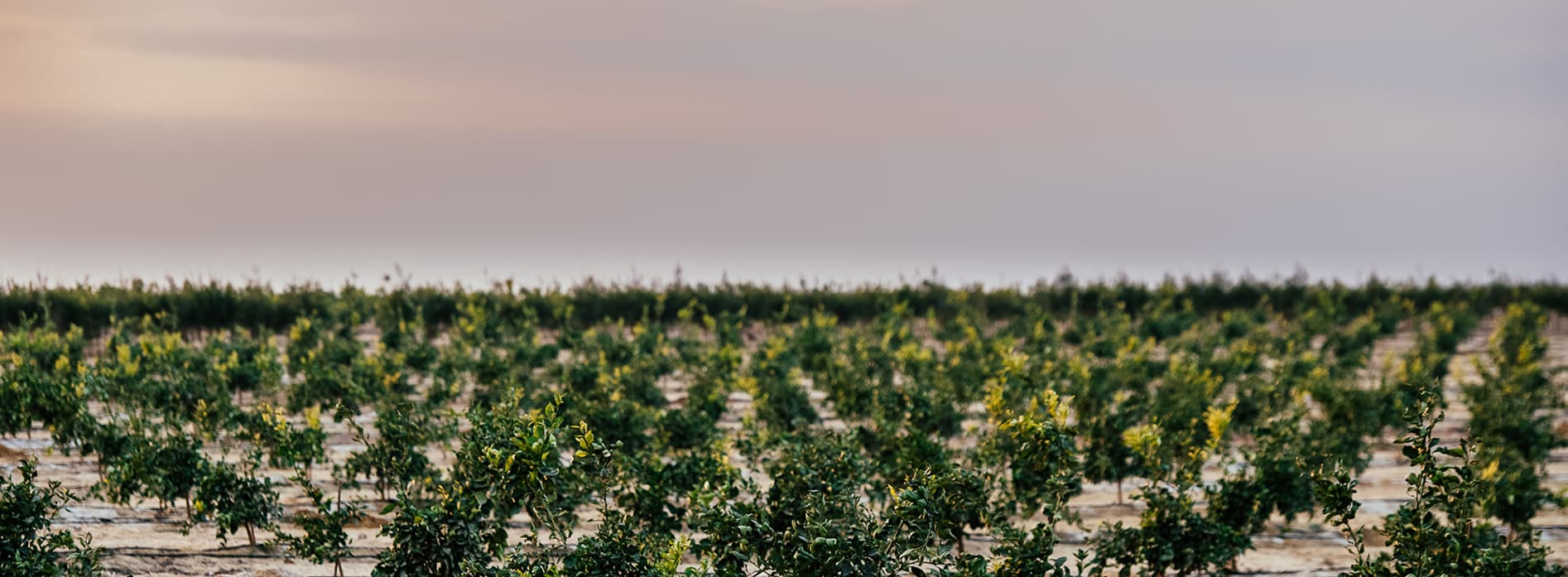 Citrus orchard