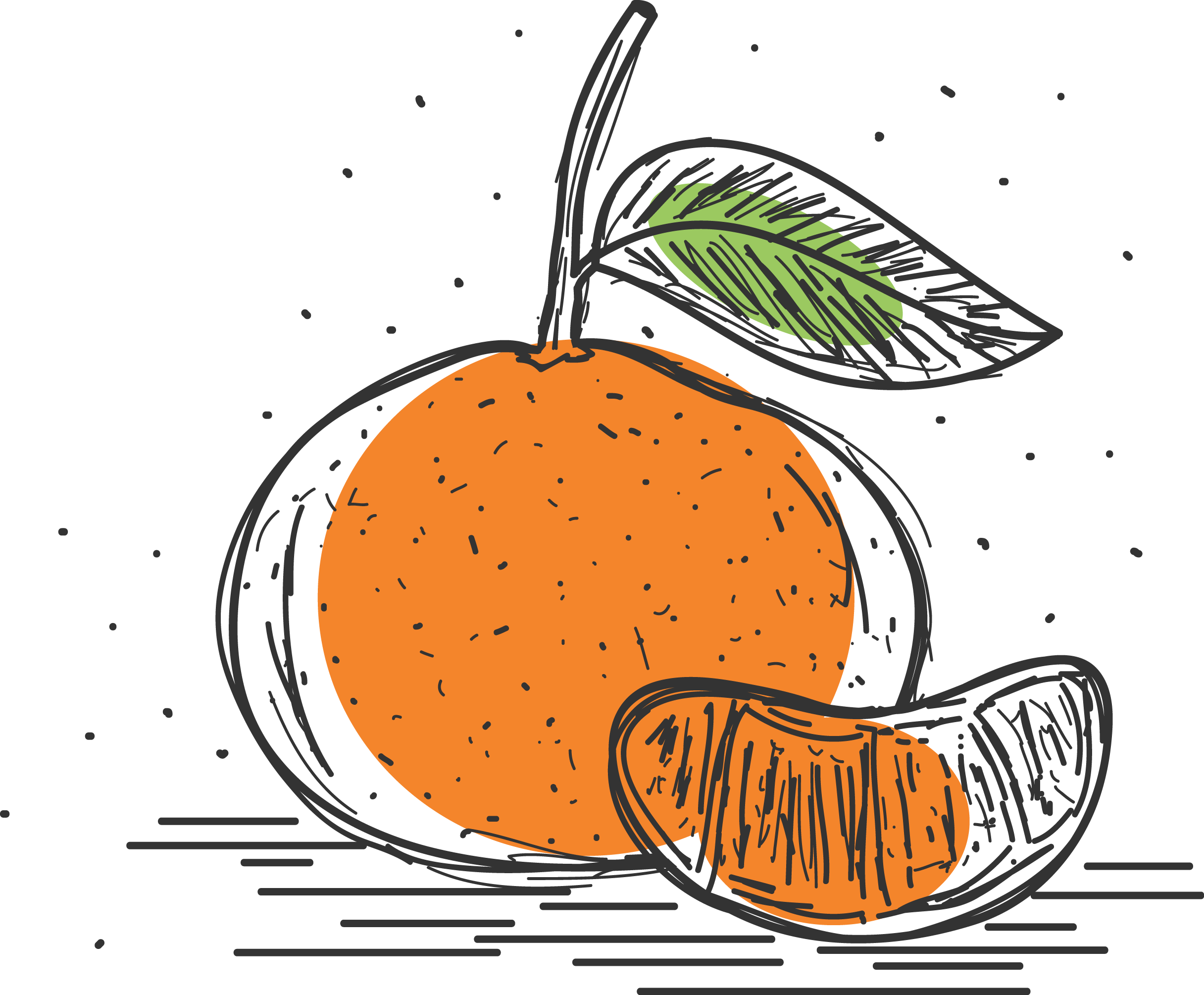Hand-drawn grapefruit illustration